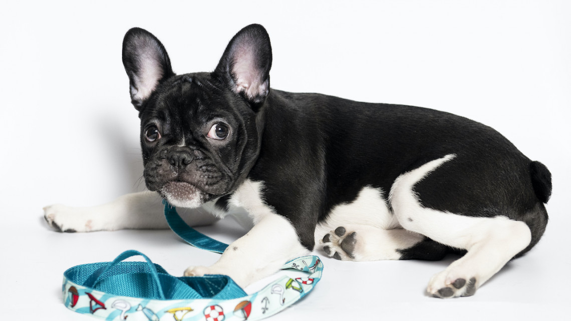 O dog design nyakörv és póráz szett