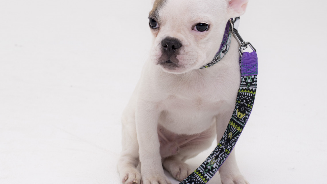 O dog design nyakörv és póráz szett