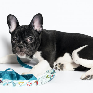 O dog design nyakörv és póráz szett