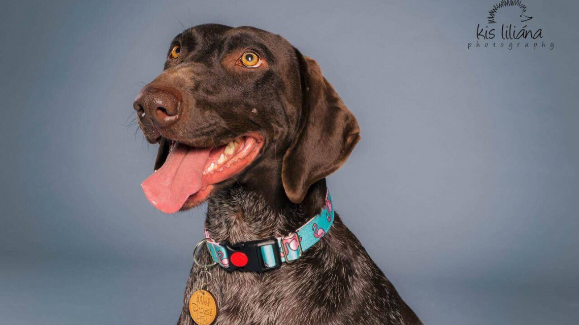 O dog design csatos nyakörv