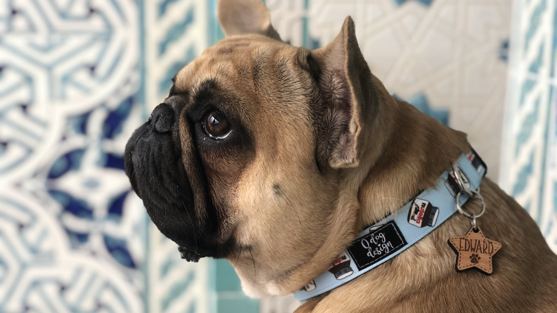 O dog design csatos nyakörv