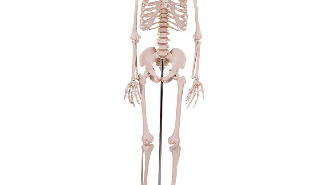 Timeless Tools Anatómiai csontváz modell állvánnyal