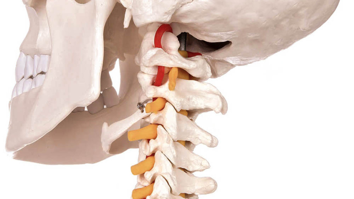 Timeless Tools Anatómiai csontváz modell állvánnyal