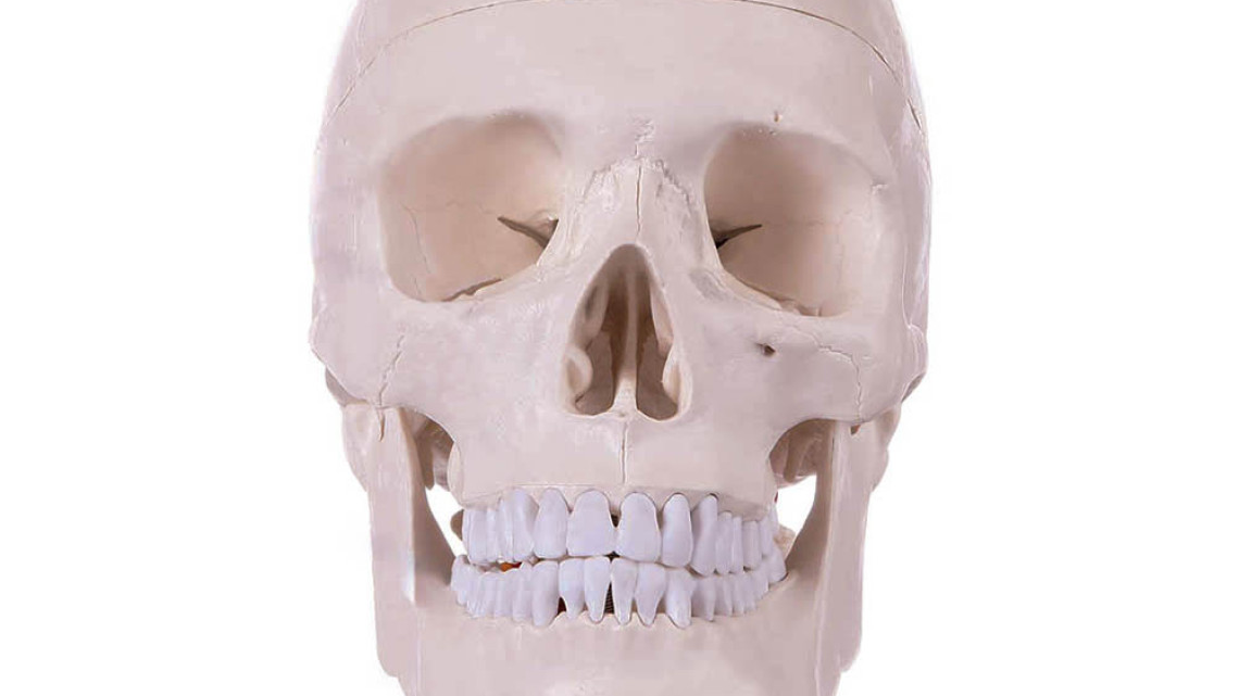 Timeless Tools Anatómiai csontváz modell állvánnyal