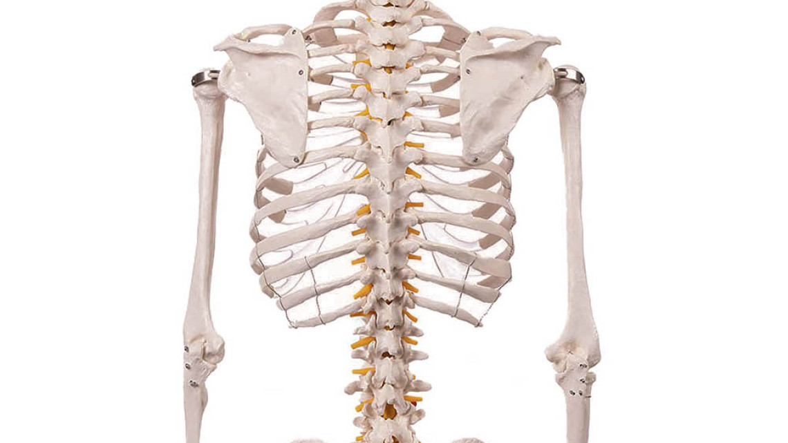 Timeless Tools Anatómiai csontváz modell állvánnyal